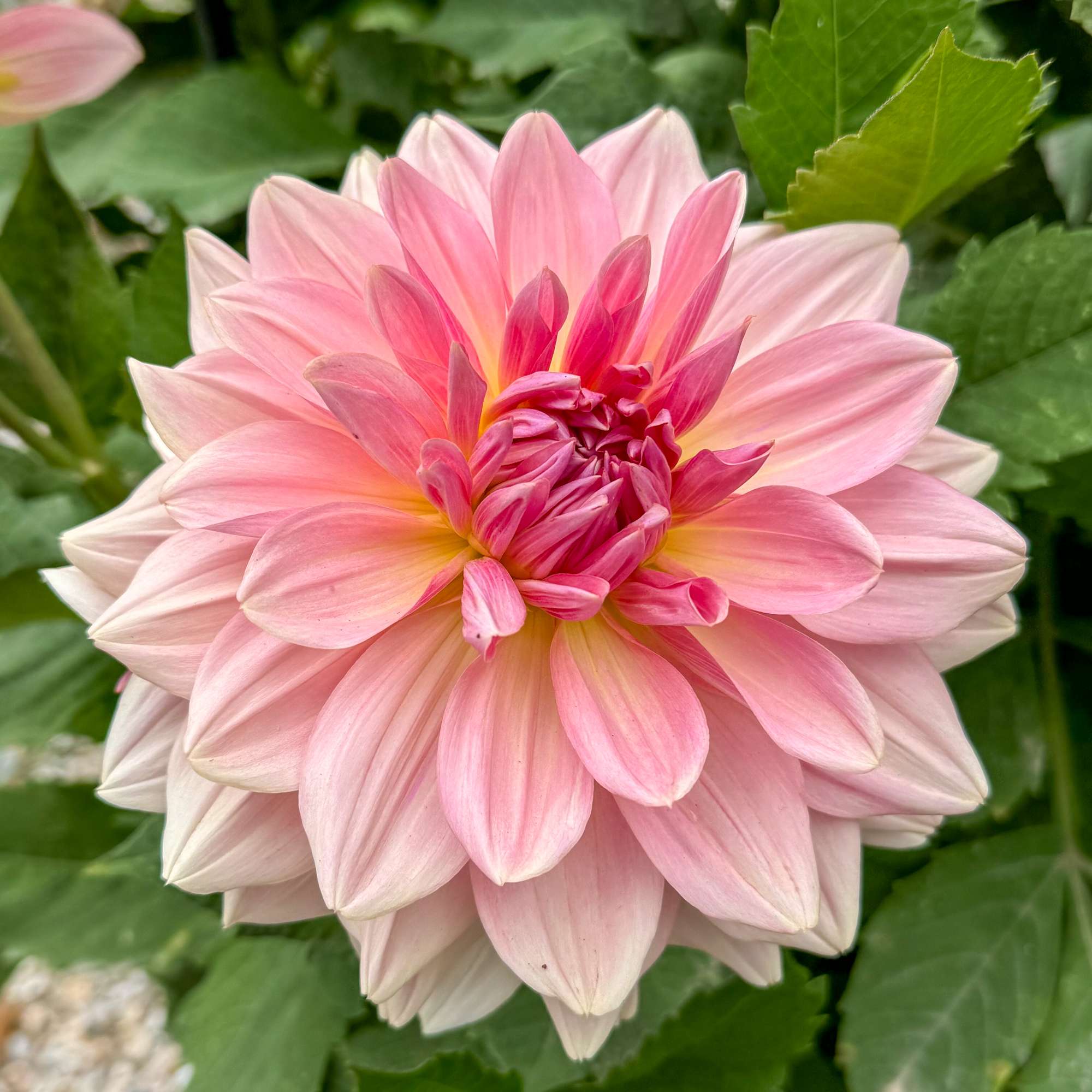 Dahlia 'Fairway Pilot'